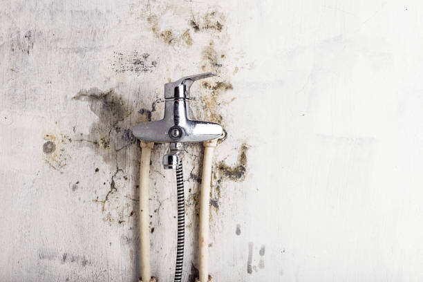 Best Certified Mold Removal  in Mebane, NC
