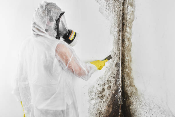 Best Commercial Mold Removal  in Mebane, NC
