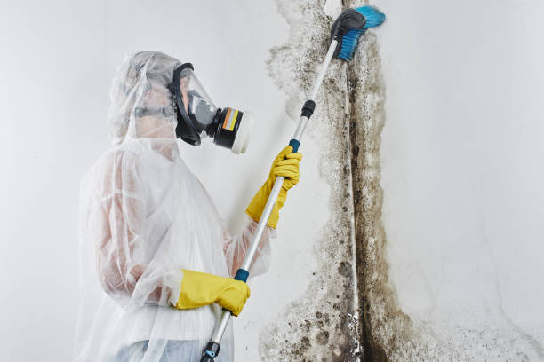 Best Toxic Mold Removal  in Mebane, NC