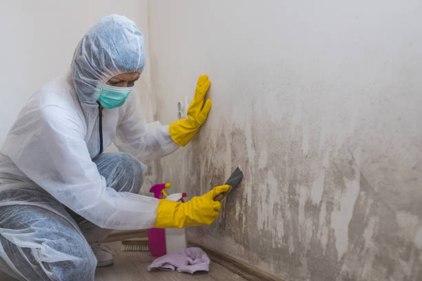 Best Mold Remediation  in Mebane, NC