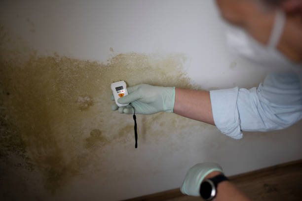 Best Office Mold Removal Services  in Mebane, NC