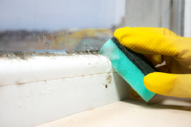 Best Mold Damage Repair  in Mebane, NC
