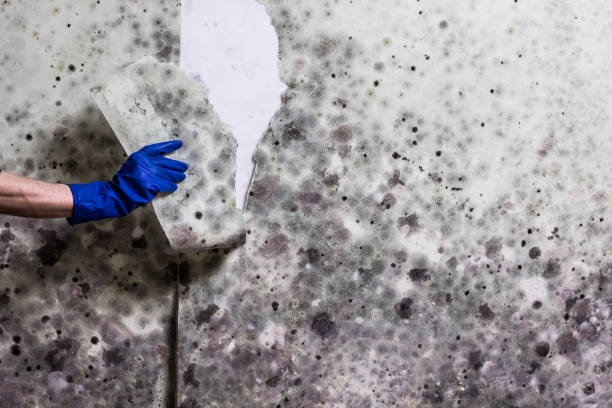 Professional Mold Removal in Mebane, NC