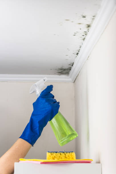 Certified Mold Removal in Mebane, NC